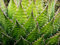 AGAVE Montana, rara succulenta pianta rustica secolo semi giardino esotico 100 SEMI