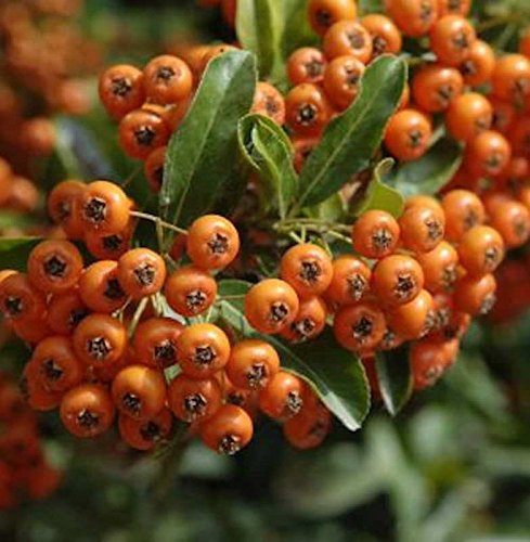 Feuerdorn Orange Glow 60-80cm - Pyracantha