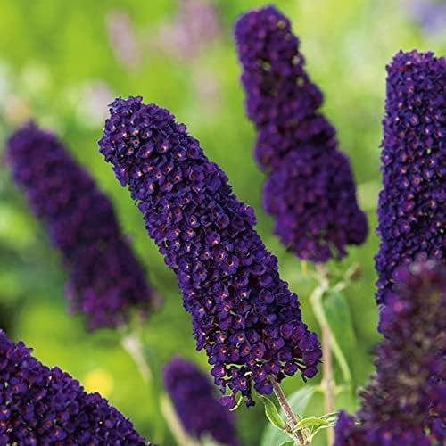 300 Stück schmetterlingsflieder winterhart samen sommerflieder schmetterlingsbaum Buddleia dreifarbiger Schmetterlingsstrauch - Seltene Pflanzen serie - topfpflanzen spezielle garten