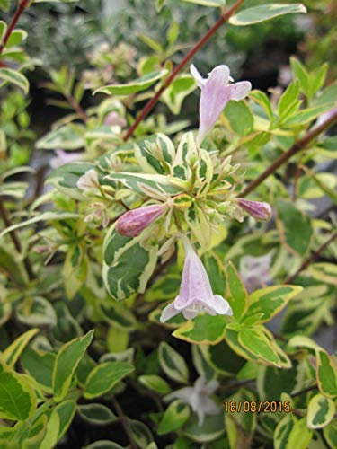 Abelie Hopleys - Abelia grandiflora Hopleys