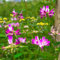 200 Pcs Astragalus Samen - Pflanzensamen, Pflanzen Für Sonnige Plätze,Astragalus Sinicus, Kräutergarten Indoor, Deko Wohnzimmer, Frühlingsblumen Bodendecker Gartenkräuter, Bodendecker