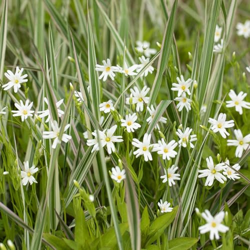 GARTEN SCHLÜTER® Großblütige Sternmiere - im 9 cm Topf | Stellaria holostea - bodendeckende Staude - weiße Blüten - niedrig bleibend - pflegeleicht - heimische Wildstaude