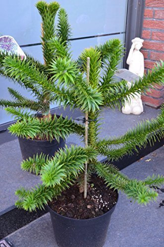 Chilenische Schmucktanne Araucaria araucana 40-50 cm hoch im 10 Liter Pflanzcontainer