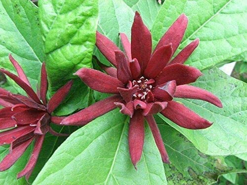 Green Future Pflanzenhandel Echter Gewürzstrauch Calycanthus floridus Pflanze 5-10cm Nelkenpfeffer Rarität