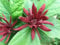 Green Future Pflanzenhandel Echter Gewürzstrauch Calycanthus floridus Pflanze 5-10cm Nelkenpfeffer Rarität