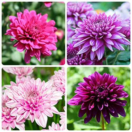 Chrysanthemen Pflanzen Samen 200 Mischen Blumensamen Geschenk Bonsai Samen Chrysanthemen BlüTen Winterharte Pflanzen FüR Garten Bodendecker Winterhart MehrjäHrig