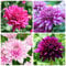Chrysanthemen Pflanzen Samen 200 Mischen Blumensamen Geschenk Bonsai Samen Chrysanthemen BlüTen Winterharte Pflanzen FüR Garten Bodendecker Winterhart MehrjäHrig