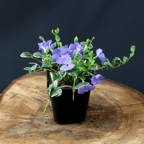 6 Stück Vinca minor Ralph Shugert von INTRAGARTEN | kleinblättriges Immergrün - winterhart und mehrjährig | Bodendecker im 9cm Topf