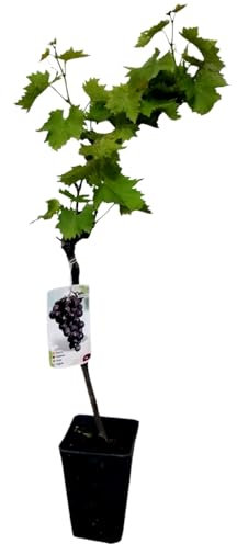 Planta Parra Autum Black, 40-50 cm. Vid vigorosa que produce uvas negras, dulces y crujientes, ideales para mesa y cultivo en clima cálido. Segura Garden.