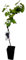 Planta Parra Autum Black, 40-50 cm. Vid vigorosa que produce uvas negras, dulces y crujientes, ideales para mesa y cultivo en clima cálido. Segura Garden.