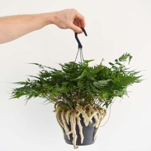 Humata tyermannii – White Rabbit’s Foot Fern | Hanging Houseplant with Furry Silver Rhizomes & Elegant Green Foliage | Easy-Care Fern for Bathrooms & Humid Rooms, 13cm Pot x2, by Thompson & Morgan