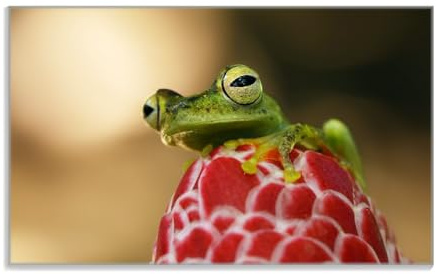 Wallario Frühstücksbrettchen aus Glas, Glasunterlage, Glasbrettchen Frosch sitzt auf Einer Knospe, Größe 14 x 23 cm, Sicherheitsglas