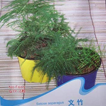 100 semillas / bolsa de semillas de semillas de espárragos de interior plantas en maceta semillas de flor de escritorio de aire fresco
