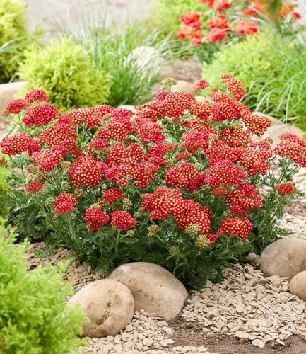 BALDUR Garten 2x Achillea 'Short Red®', Pflanzen im 9x9 cm-Topf | duftende Blüten, kompakter Wuchs, ideal für Beet und Kübel, winterhart, mehrjährig und robust, lange Blütezeit