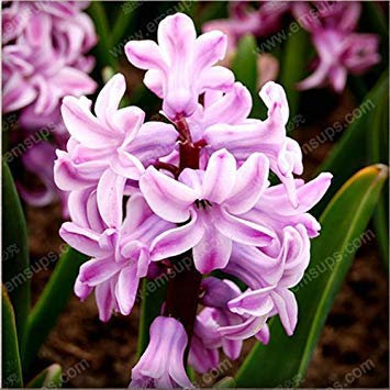 5: Orange Hyacinthus Orientalis Seeds Hyazinthen Topf Bonsai Balkon Blumensamen DIY Hausgarten 100 Partikel/Los