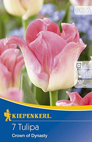 Tulipa Crown of Dynasty, 7 Stück Blumenzwiebeln