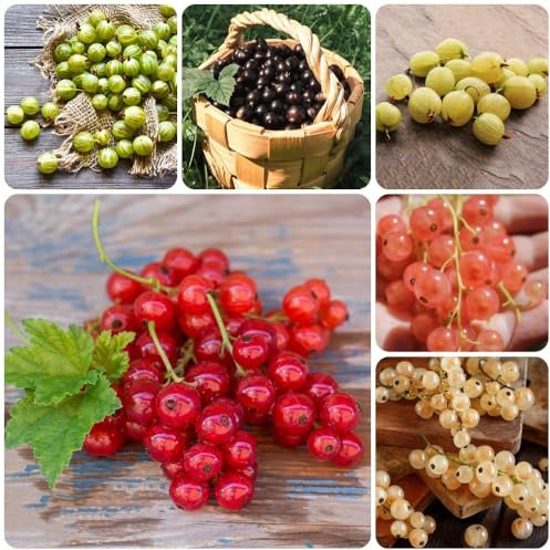 Semillas de grosella espinosa, grosella espinosa, frutas exóticas, plantas verdes semillas de plantas de grosella, semillas de frutas para jardin semillas de frutas macetas, semillas 400pcs