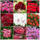 Trailing (Ivy) Geranium Plug Plants 10 Mixed Geraniums, Trailing Geranium Plug Starter Plants - Summer Garden.