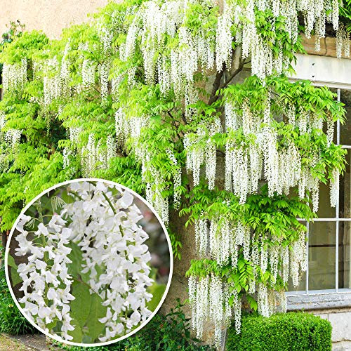 Wisteria Alba | White Flowering Deciduous Hardy Climbing Garden Shrub Plant (4L, 100-120cm)
