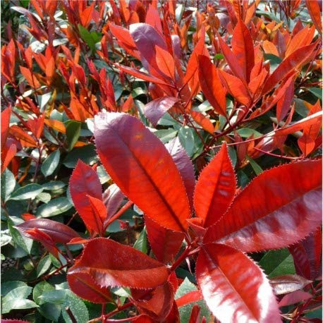 Genipap 100 semillas de árboles de Photinia serrulata