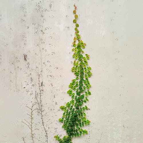 20 piezas Semillas de hiedra de Boston, las plantas trepadoras son resistentes Las plantas de sombra son resistentes Las plantas perennes son plantas perennes resistentes. Macetas,