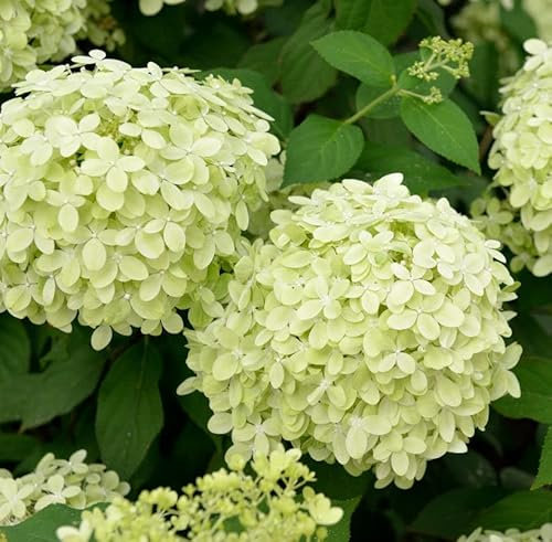Hochstamm Rispenhortensie Polarbär 100-125cm - Hydrangea paniculata - Gartenpflanze