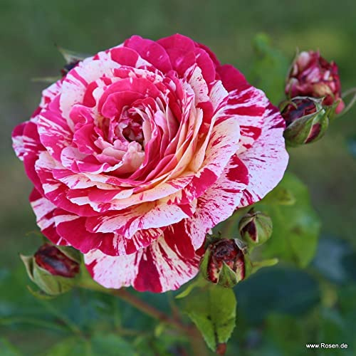Vivai le Georgiche - Pianta vera di Rosa Abracadabra - vaso Ø 18 cm