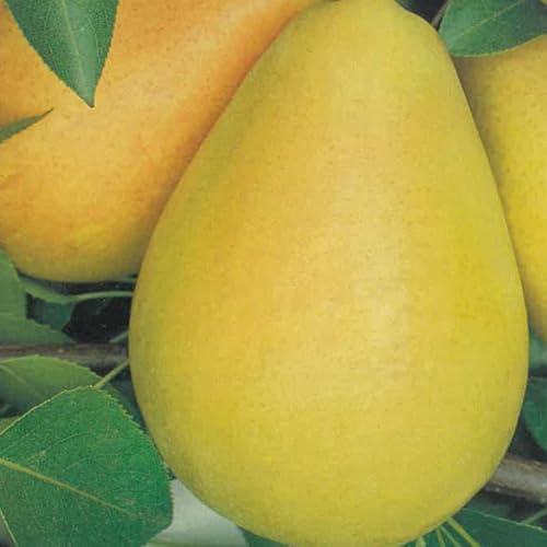PIANTA DA FRUTTO PERO COSCIA in vaso 20 età 2/3 anni