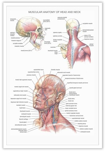 Dcvjiy Atemberaubendes Poster zur Muskelanatomie von Kopf und Hals, anatomische Physiologie, medizinische Kunst, Organ, Skelett, Totenkopf, Nervensystem, Drucke für Wohnheim, Labor, Krankenhaus,