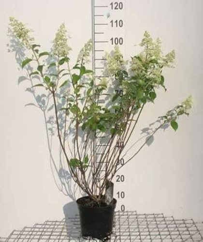 Hydrangea pan. 'Kyushu' - Rispenhortensie 40-50 cm Container