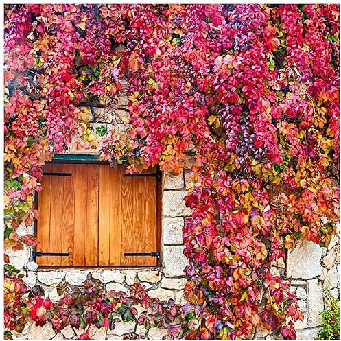 Parthenocissus Engelmannii/Virginia Creeper in 1.5-2L Pot 3fatpigs®