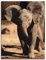 ARTland Wanddeko Leinwand Bilder Wandbild 30x40 cm Elefant Tiere Afrika Safari Elefantenbaby Süß Lustig T5OS