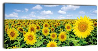 wandmotiv24 Leinwandbild Panorama Nr. 289 Sonnenblumenfeld 100x40cm, Bild auf Leinwand, Sonnenblume Feld Natur