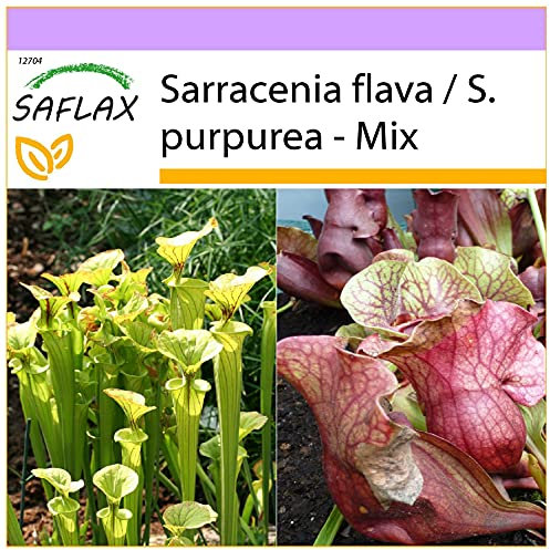 SAFLAX - Sarracénie pourpre - 10 graines - Sarracenia flava/S. purpurea - Mix