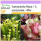 SAFLAX - Schlauch- / Kannenpflanze - 10 Samen - Sarracenia Mix