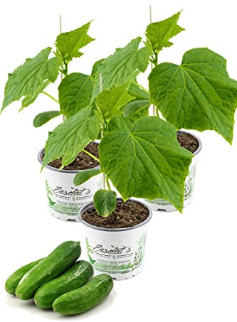 3 Pflanzen Veredelte Schlangengurke, Gurkenpflanze Veredelte Mini Mini Gurke 'Mini Mini Stars' F1