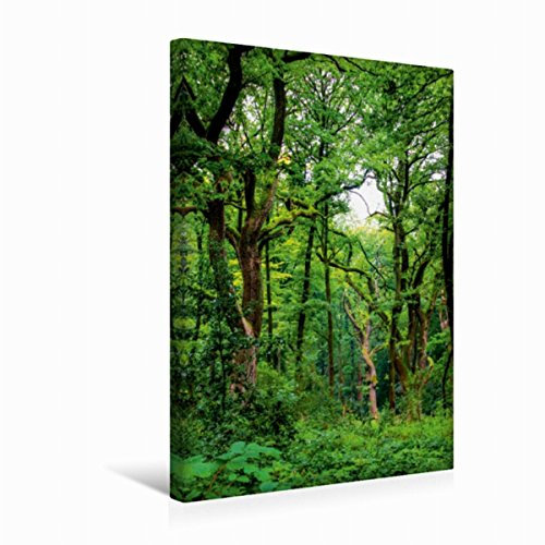 Premium Textil-Leinwand 30 x 45 cm Hoch-Format Hermannsweg - Nähe Holzhausen | Wandbild, HD-Bild auf Keilrahmen, Fertigbild auf hochwertigem Vlies, Leinwanddruck von Michael Weiß