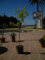 Granatapfelbaum/punica granatum