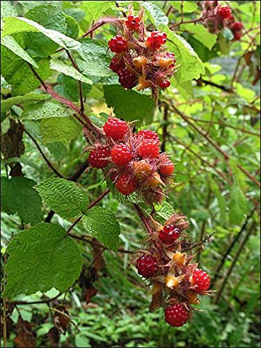 Vine rosso lampone ~ Giapponese Wineberry ~Rubus Phoenicolasius 20 + semi perenne di frutta