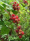 Vine rosso lampone ~ Giapponese Wineberry ~Rubus Phoenicolasius 20 + semi perenne di frutta