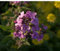 Rockets Freifrau, Rose/Fuchsie Blumen, 250 Samen, Stauden! Groco