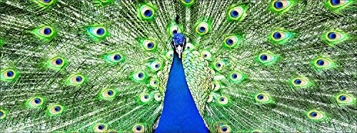 Pro-Art gla1029c Wandbild Glas-Art 'der Pfau' 80 x 30 cm