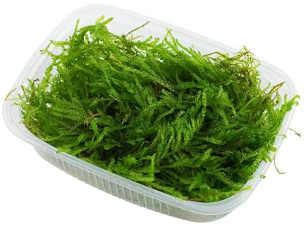 Vesicularia ferriei (Weeping Moss)