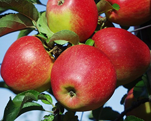 Apfel Pinova Busch im 7,5 l Topf, 60 cm Stammhöhe
