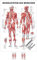 Rüdiger Muskelsystem Poster Anatomie 70x50 cm medizinische Lehrmittel