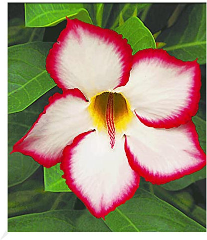BALDUR Garten Wüstenrose 'Noble Concubine', 1 Pflanze, Adenium obesum blühende Zimmerpflanze, mehrjährig - frostfrei halten, pflegeleicht, Wasserbedarf gering, blühend