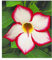 BALDUR Garten Wüstenrose 'Noble Concubine', 1 Pflanze, Adenium obesum blühende Zimmerpflanze, mehrjährig - frostfrei halten, pflegeleicht, Wasserbedarf gering, blühend