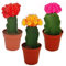 Set di 3 diversi cactus colorati in vaso, vaso da 5,5 cm, da circa 10 – 12 cm di altezza