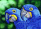 DIAMOND DOTZ DD9.023 - Original 5D Diamond Painting Set Blaue Papageien, Kreativset mit 14.022 Diamant Mosaiksteinen, Malset ca. 37 x 52 cm, DIY Komplettset für Erwachsene und Kinder ab 8 Jahren