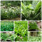 300 pcs bärlauch samen kaufen - heilkräuter samen pflanzenkübel,Allium ursinum,bärlauchpflanzen wildkräuter samen winterharte kübelpflanzen kräuter pflanzen dekopflanzen bäume dekoration